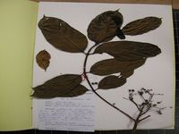 Herbarium sample